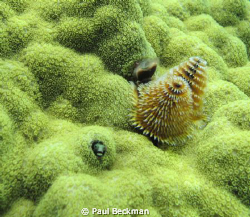 The litle guy kept rising out of his hole, but never all ... by Paul Beckman 
